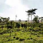 Presentarán proyecto de ley de modificación del trazado de la línea de alta tensión en el campo de Batalla Acosta Ñu imagen